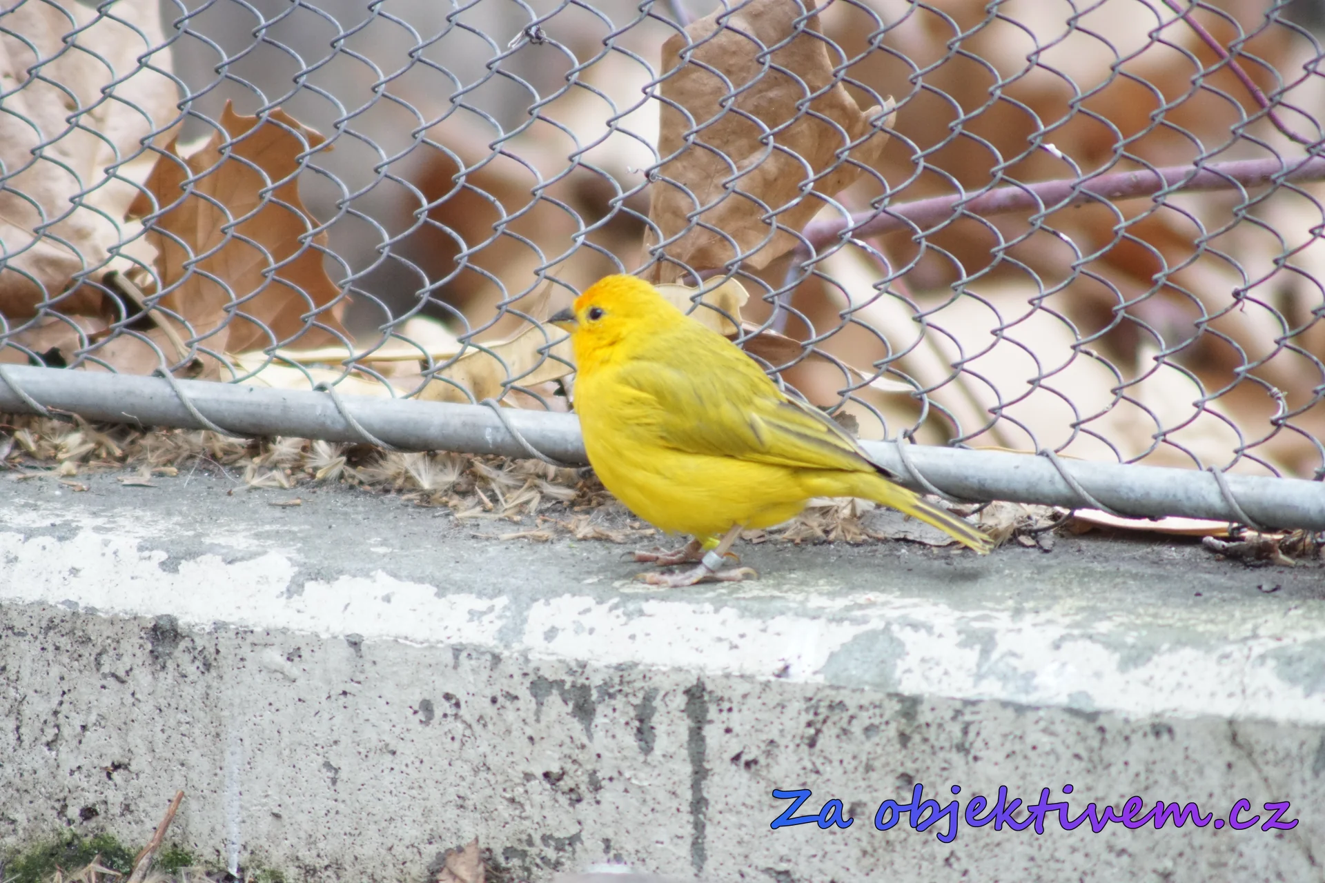 Saffron Finch